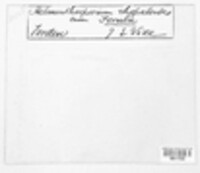 Helminthosporium rhopaloides image